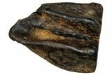 Fossil Triceratops Shed Tooth - Montana #350691-1